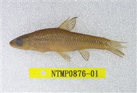 藏品(羅漢魚)的圖片